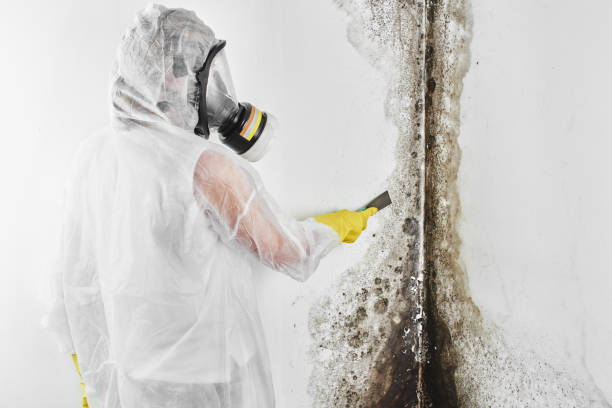 Best Mold Testing  in Nevada, MO