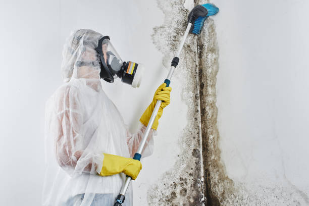 Crawl Space Mold Removal in Nevada, MO