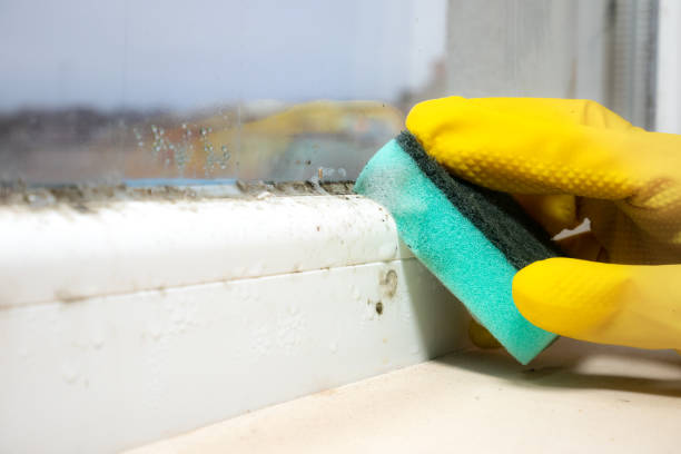 Attic Mold Removal in Nevada, MO