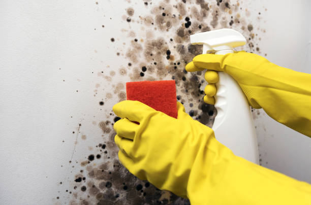 Best Mold Removal Specialists  in Nevada, MO