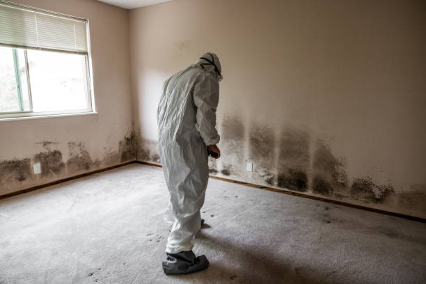 Best Commercial Mold Removal  in Nevada, MO