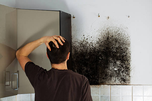 Best Best Mold Removal Companies  in Nevada, MO