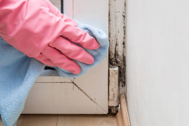 Professional Mold Removal in Nevada, MO