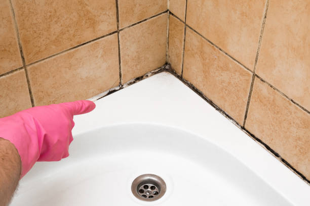 Best Mold Testing  in Nevada, MO