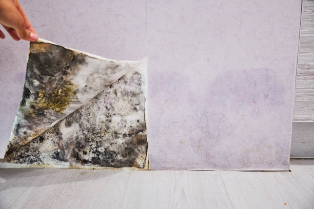 Best Attic Mold Removal  in Nevada, MO